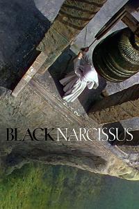 Le Narcisse noir