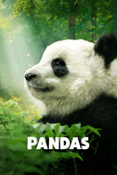 Affiche du film Pandas