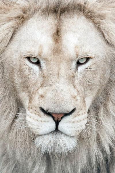 Photo de Thor the White Lion